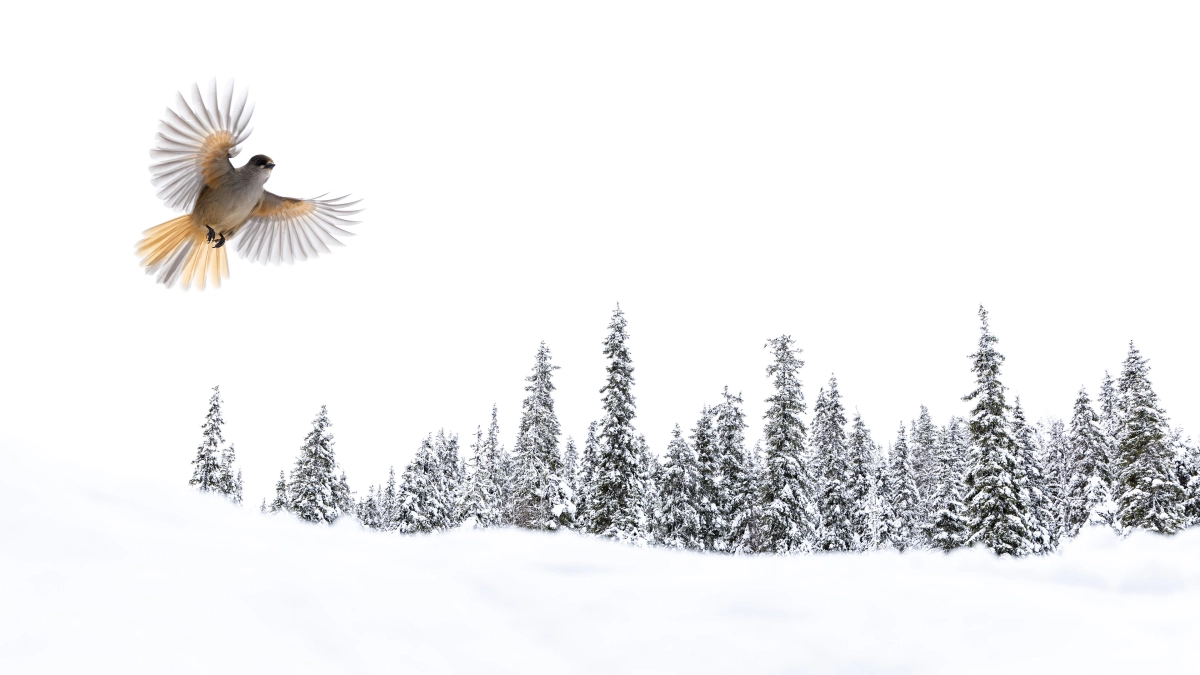 Talk Stefan Gerrits - Wildlife Photographer of the Year